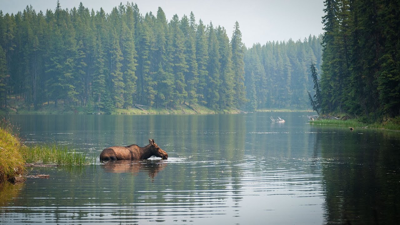 Image gallery thumbnail